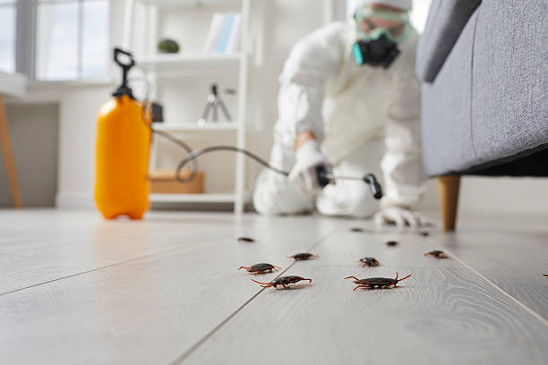 Post-Treatment Bed Bug Interceptor Monitoring in Wedgefield